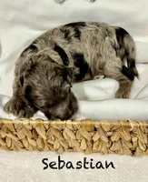Sebastian , a female Miniature Goldendoodle for sale in Gilbert, AZ – Photo 3 of 5