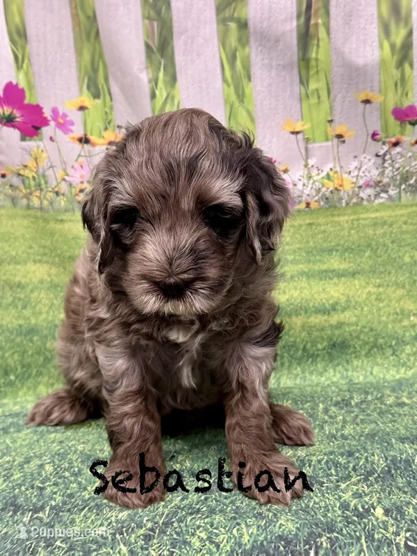 Sebastian  – Miniature Goldendoodle puppy for sale in Gilbert, AZ