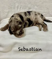 Sebastian , a female Miniature Goldendoodle for sale in Gilbert, AZ – Photo 2 of 5