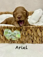 Ariel , a female Miniature Goldendoodle for sale in Gilbert, AZ – Photo 3 of 5