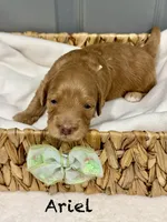 Ariel , a female Miniature Goldendoodle for sale in Gilbert, AZ – Photo 4 of 5