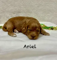 Ariel , a female Miniature Goldendoodle for sale in Gilbert, AZ – Photo 2 of 5