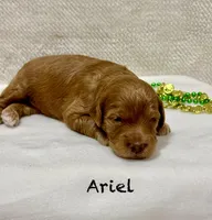 Ariel , a female Miniature Goldendoodle for sale in Gilbert, AZ – Photo 1 of 5