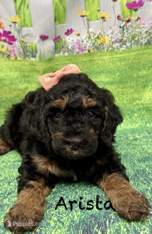 Arista – Miniature Goldendoodle puppy for sale in Gilbert, AZ