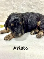 Arista, a female Miniature Goldendoodle for sale in Gilbert, AZ – Photo 4 of 4