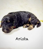 Arista, a female Miniature Goldendoodle for sale in Gilbert, AZ – Photo 2 of 4