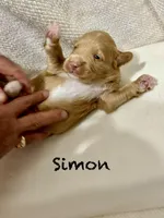 Simon, a male Miniature Goldendoodle for sale in Gilbert, AZ – Photo 4 of 4