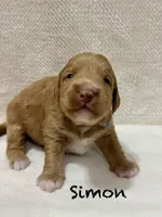 Simon, a male Miniature Goldendoodle for sale in Gilbert, AZ – Photo 1 of 4