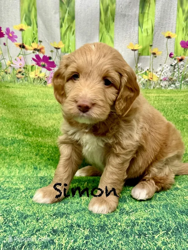 Simon – Miniature Goldendoodle puppy for sale in Gilbert, AZ