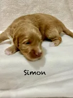 Simon, a male Miniature Goldendoodle for sale in Gilbert, AZ – Photo 2 of 4