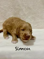 Simon, a male Miniature Goldendoodle for sale in Gilbert, AZ – Photo 3 of 4