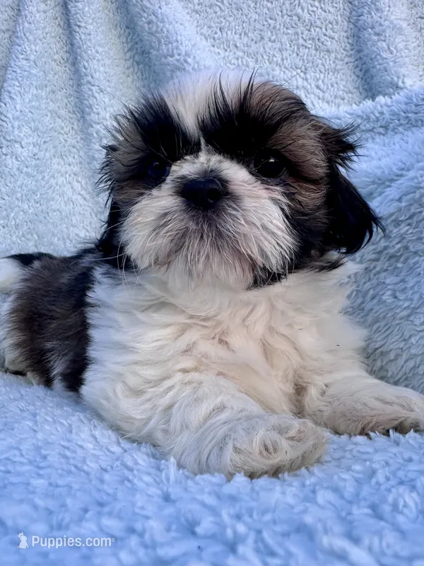 Java – Shih Tzu puppy for sale in Uniontown, PA