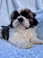 Java, a male Shih Tzu for sale in Uniontown, PA – 1 of 1