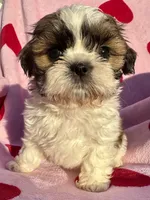 Espresso, a female Shih Tzu for sale in Uniontown, PA – 1 of 1