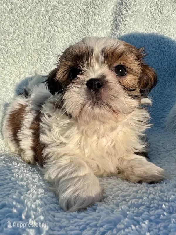 Dunkin – Shih Tzu puppy for sale in Uniontown, PA
