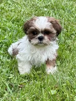 Dunkin, a male Shih Tzu for sale in Uniontown, PA – 1 of 2
