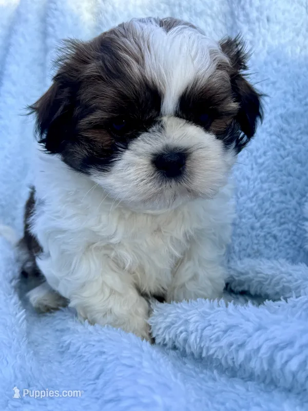 Macchiato – Shih Tzu puppy for sale in Uniontown, PA