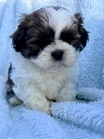 Macchiato, a male Shih Tzu for sale in Uniontown, PA – 1 of 1