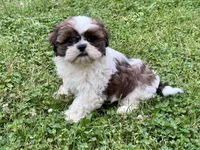 Macchiato, a male Shih Tzu for sale in Uniontown, PA – 1 of 2