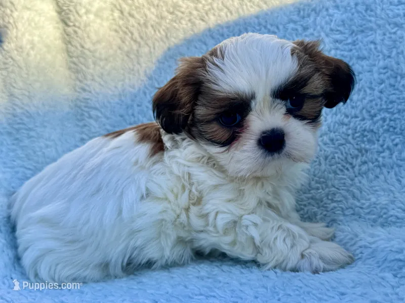 Frothy – Shih Tzu puppy for sale in Uniontown, PA