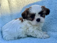 Frothy, a male Shih Tzu for sale in Uniontown, PA – 1 of 1