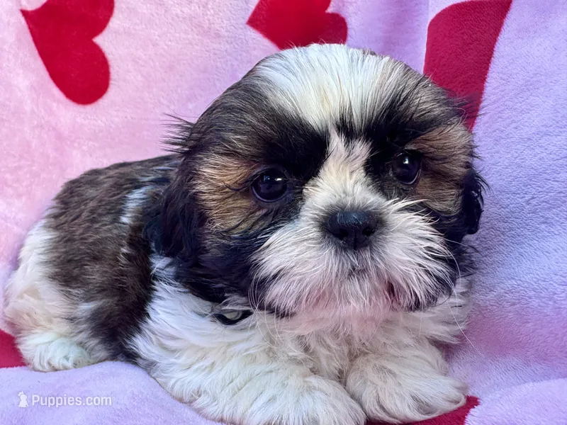 Kona – Shih Tzu puppy for sale in Uniontown, PA