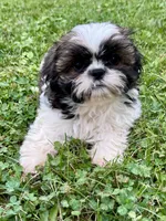 Kona, a female Shih Tzu for sale in Uniontown, PA – 1 of 2