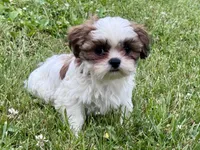 Frothy, a male Shih Tzu for sale in Uniontown, PA – 1 of 2