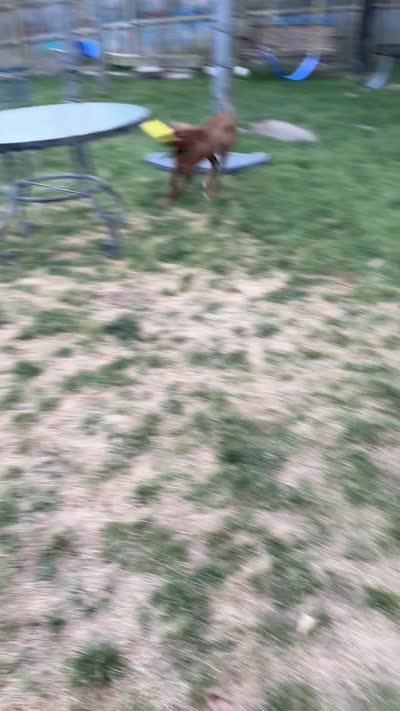 Leia, a female Rhodesian Ridgeback for sale in Chesterfield, VA – 9 of 9