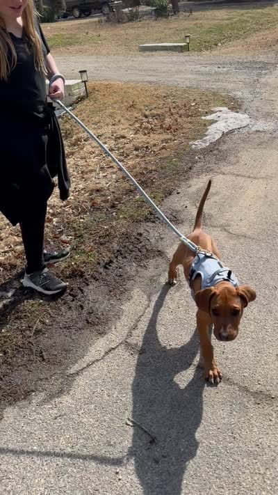 Leia, a female Rhodesian Ridgeback for sale in Chesterfield, VA – 4 of 9