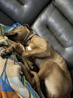 Leia, a female Rhodesian Ridgeback for sale in Chesterfield, VA – 6 of 9