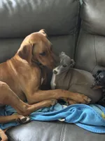 Leia, a female Rhodesian Ridgeback for sale in Chesterfield, VA – 7 of 9