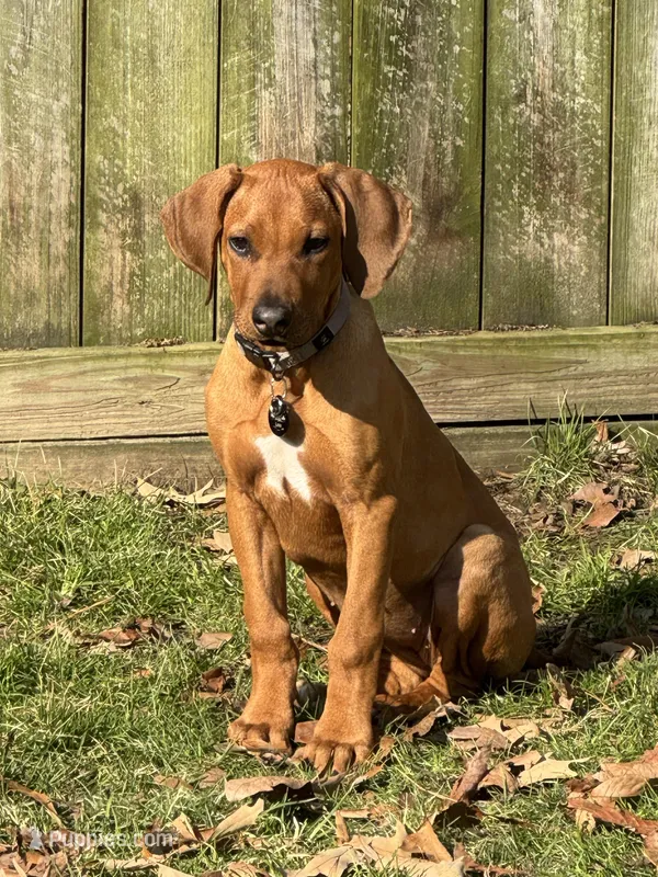 Leia – Rhodesian Ridgeback puppy for sale in Chesterfield, VA