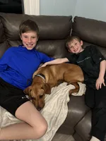 Leia, a female Rhodesian Ridgeback for sale in Chesterfield, VA – 5 of 9