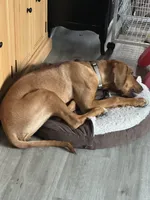 Leia, a female Rhodesian Ridgeback for sale in Chesterfield, VA – 3 of 9