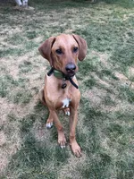 Leia, a female Rhodesian Ridgeback for sale in Chesterfield, VA – 8 of 9