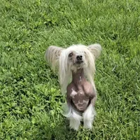 Francis Long Star Angel, a female Chinese Crested for sale in Amarillo, TX – Photo 6 of 10