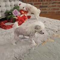 Francis Long Star Angel, a female Chinese Crested for sale in Amarillo, TX – Photo 4 of 10