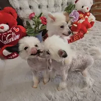 Francis Long Star Angel, a female Chinese Crested for sale in Amarillo, TX – Photo 8 of 10