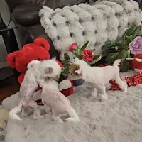 Francis Long Star Angel, a female Chinese Crested for sale in Amarillo, TX – Photo 3 of 10