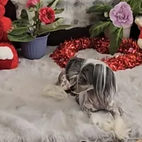 Francis Long Star Angel, a female Chinese Crested for sale in Amarillo, TX – Photo 5 of 10