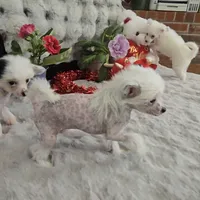 Francis Long Star Angel, a female Chinese Crested for sale in Amarillo, TX – Photo 7 of 10