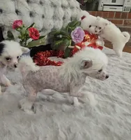 processed/2146f4c5-2856-4a4b-baca-aa2bba8389a1/listing/029d3ddf-67a8-4555-891a-d4d1977a4aef/b6535ad5-0c1f-4e4e-9068-627ac3348384