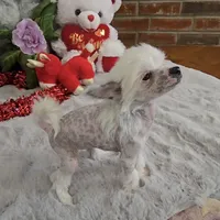 Francis Long Star Angel, a female Chinese Crested for sale in Amarillo, TX – Photo 1 of 10