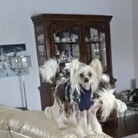 Francis Long Star Angel, a female Chinese Crested for sale in Amarillo, TX – Photo 2 of 10