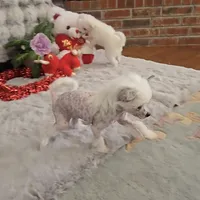 Francis Long Star Angel, a female Chinese Crested for sale in Amarillo, TX – Photo 10 of 10