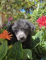 Ilona Long Star Angel , a female Chinese Crested for sale in Amarillo, TX – 4 of 7
