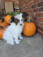 Daisy Long Star Angel, a female Chinese Crested for sale in Amarillo, TX – Photo 9 of 10