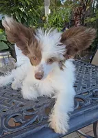 Daisy Long Star Angel, a female Chinese Crested for sale in Amarillo, TX – Photo 4 of 10