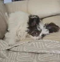 Daisy Long Star Angel, a female Chinese Crested for sale in Amarillo, TX – Photo 3 of 10